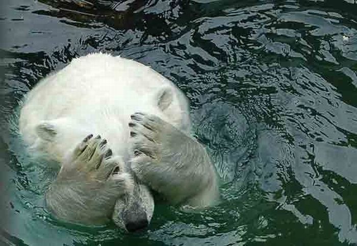 Animal Facepalms (15 pics)