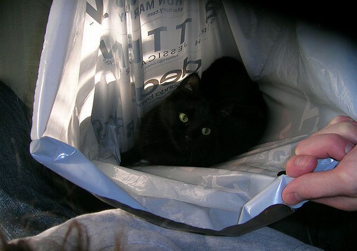 Cats in Bags (17 pics)