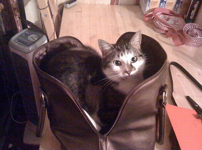Cats in Bags (17 pics)