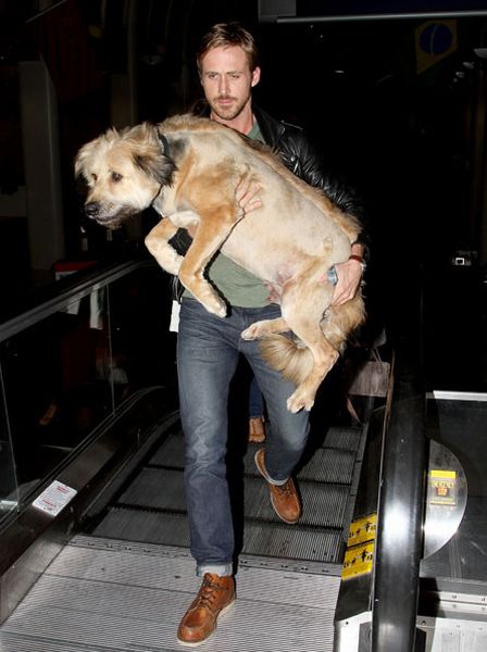 The Best Celebrity Dog Fathers (35 pics)