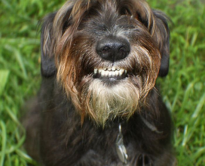 Awkward Dog Smiles (25 pics)