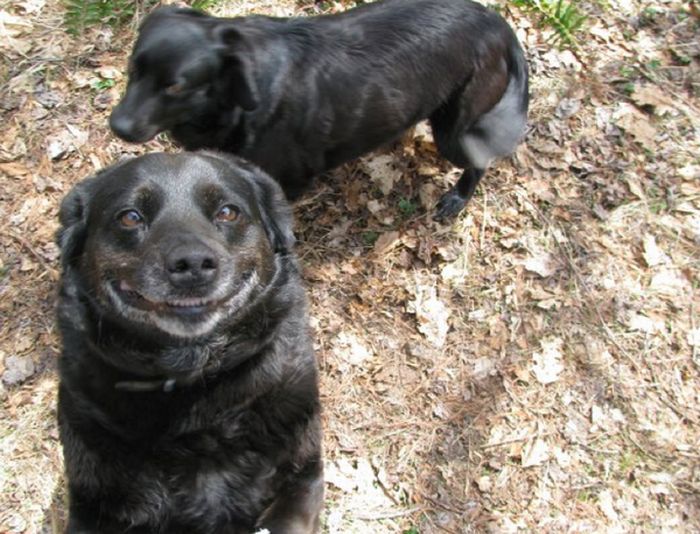 Awkward Dog Smiles (25 pics)