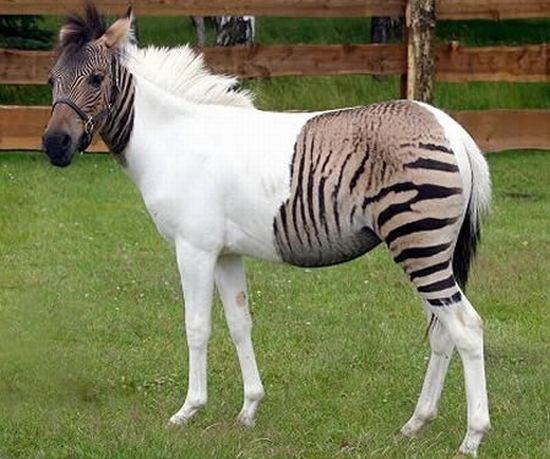 Acid Picdump (99 pics)