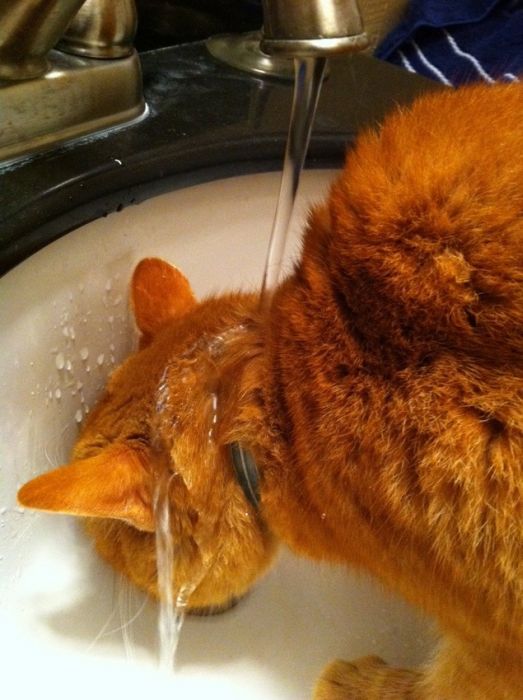 Acid Picdump (99 pics)
