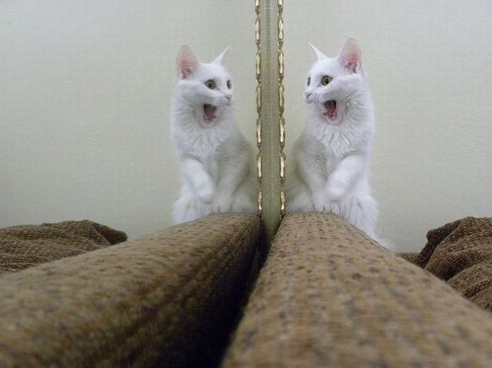 Acid Picdump (99 pics)