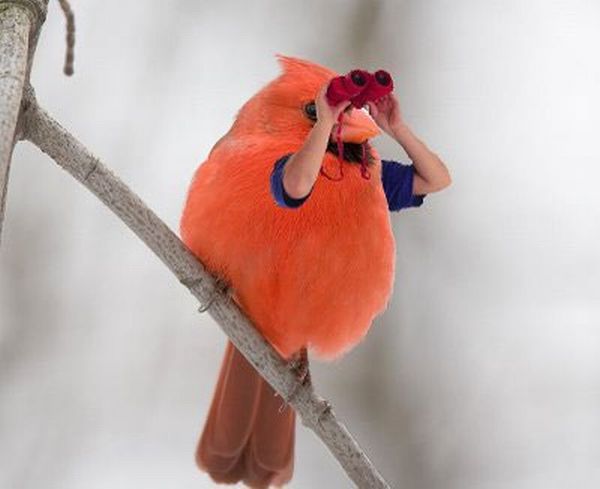 Birds With Arms (72 pics)