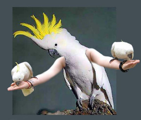 Birds With Arms (72 pics)