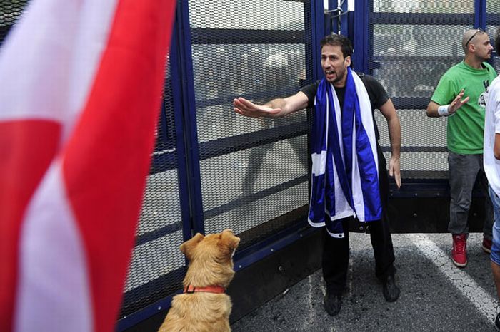 Greece's Riot Dog Is Back... Again! (14 pics)
