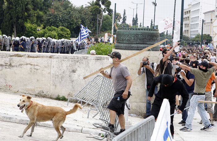 Greece's Riot Dog Is Back... Again! (14 pics)