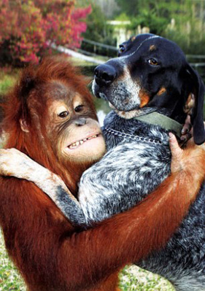 The Dog and the Orangutan are BFF (9 pics)
