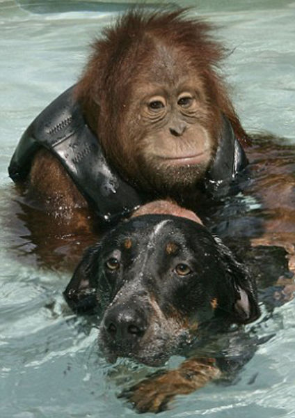 The Dog  and the Orangutan  are BFF 9 pics 