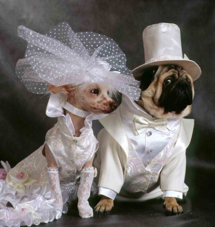 Cutest Animal Wedding Photos (15 pics)