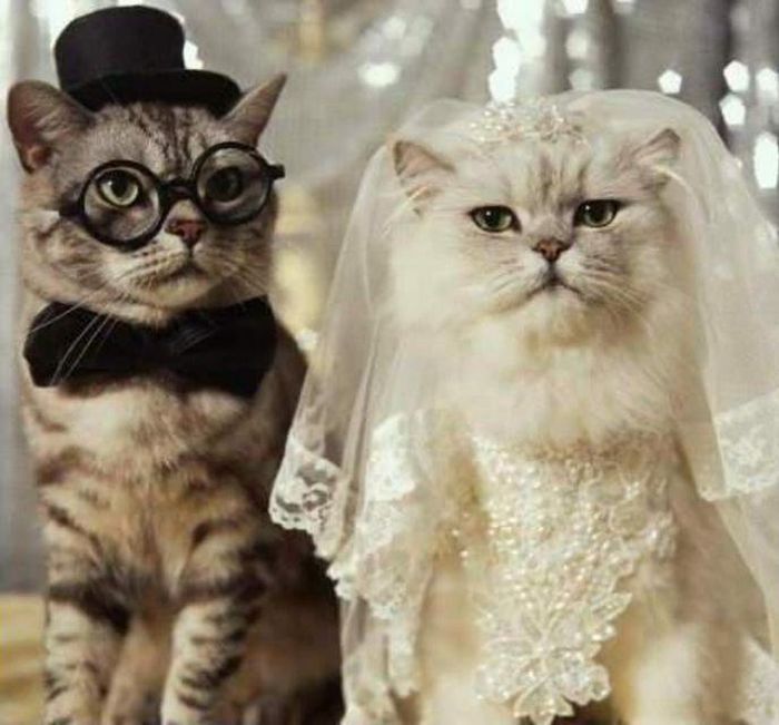 Cutest Animal Wedding Photos (15 pics)