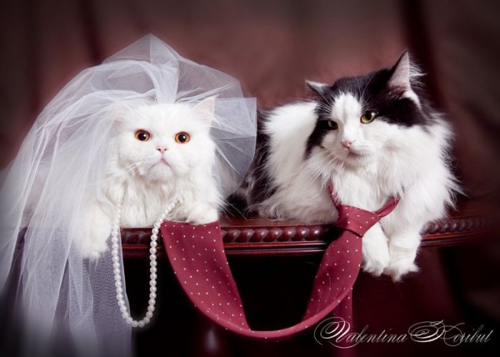 Cutest Animal Wedding Photos (15 pics)