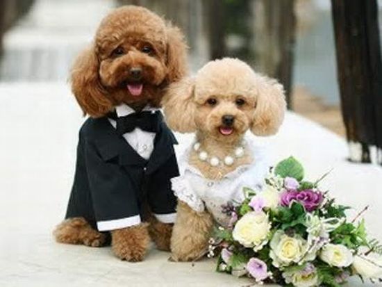 Cutest Animal Wedding Photos (15 pics)