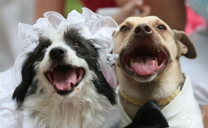 Cutest Animal Wedding Photos (15 pics)