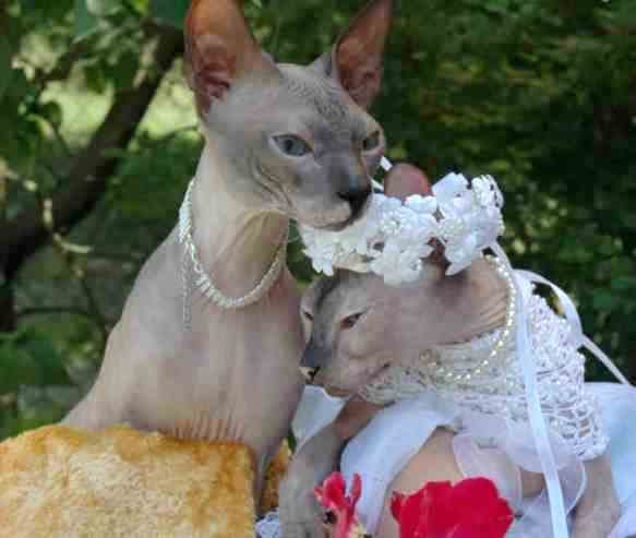 Cutest Animal Wedding Photos (15 pics)