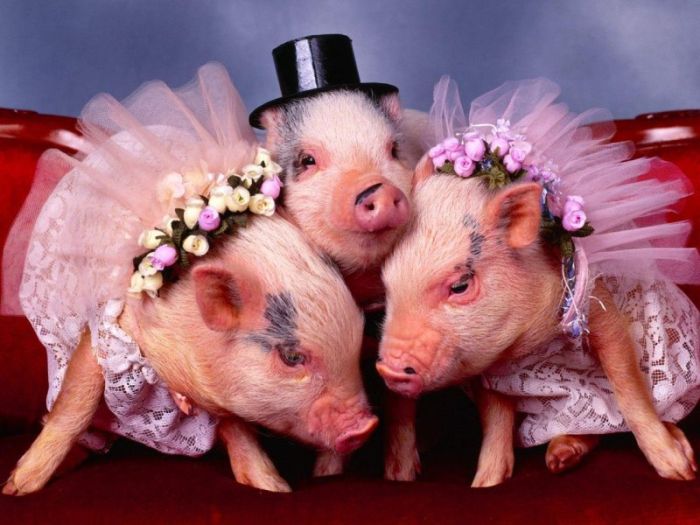 Cutest Animal Wedding Photos (15 pics)