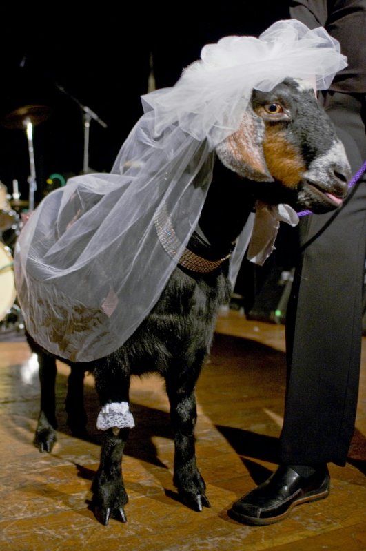 Cutest Animal Wedding Photos (15 pics)