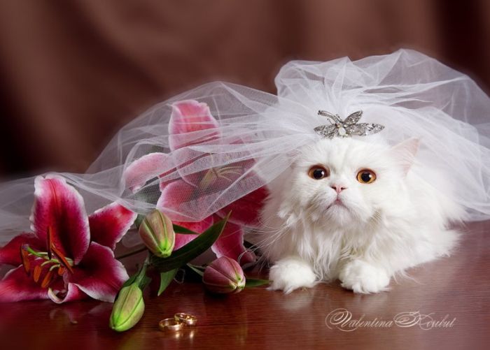 Cutest Animal Wedding Photos (15 pics)