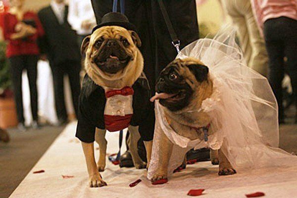 Cutest Animal Wedding Photos (15 pics)