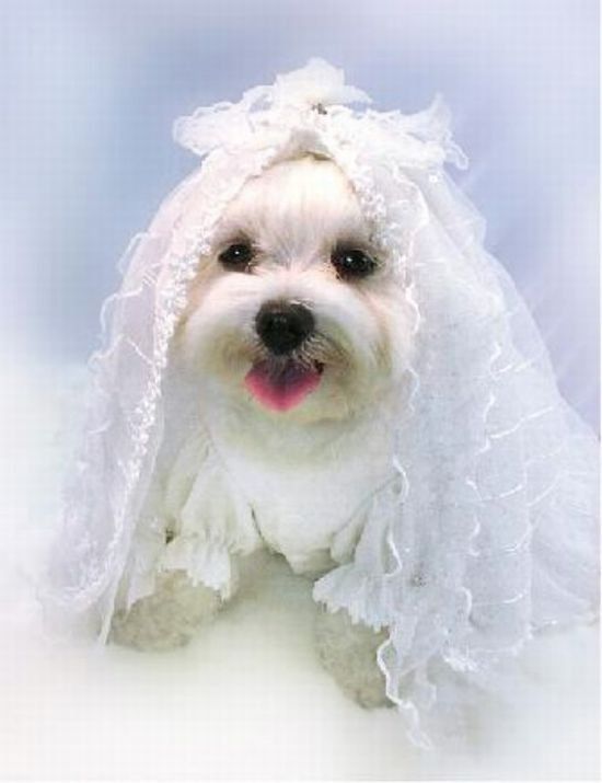 Cutest Animal Wedding Photos (15 pics)