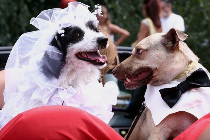 Cutest Animal Wedding Photos (15 pics)