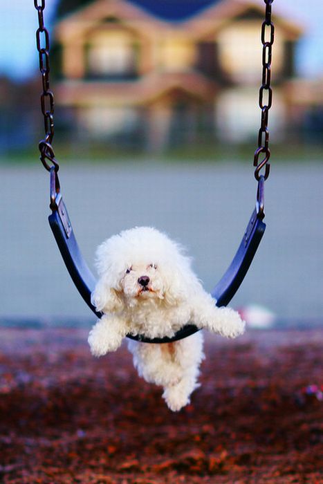 Cute swinging Dogs (25 pics)