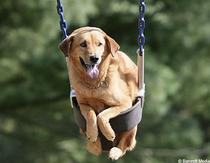 Cute swinging Dogs (25 pics)