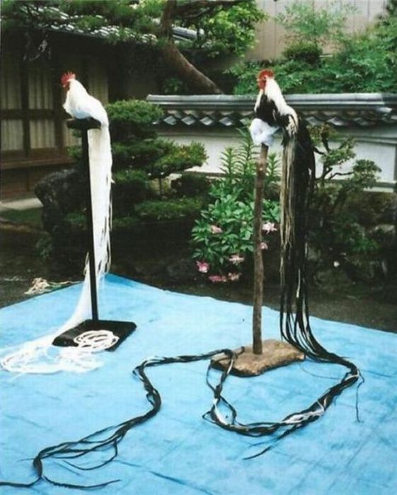 Acid Picdump (98 pics)