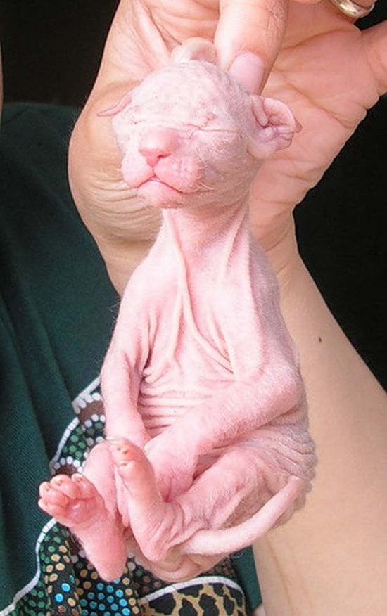Acid Picdump (98 pics)