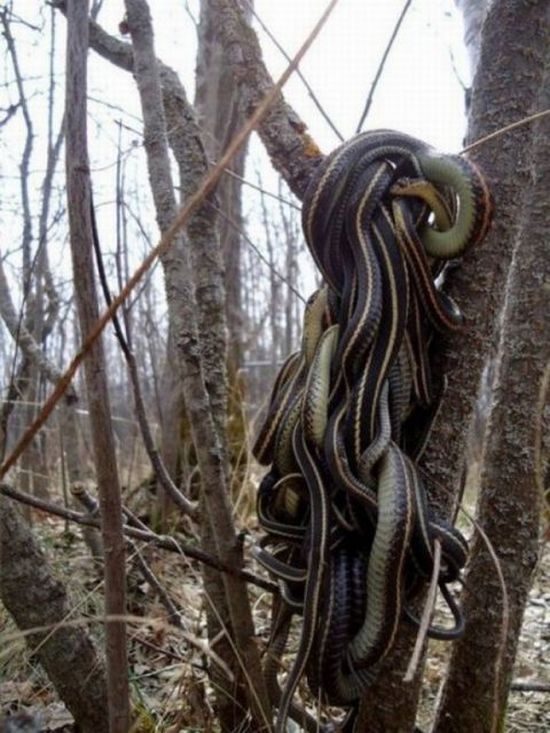 Acid Picdump (98 pics)