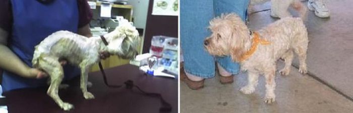 Animals Before & After Rescue (32 pics)