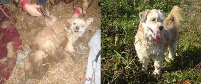 Animals Before & After Rescue (32 pics)