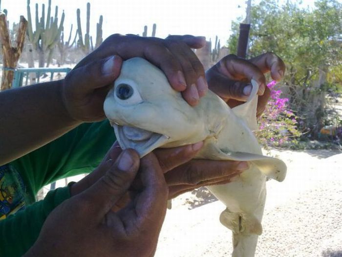 Cyclops Bull Shark (2 pics)