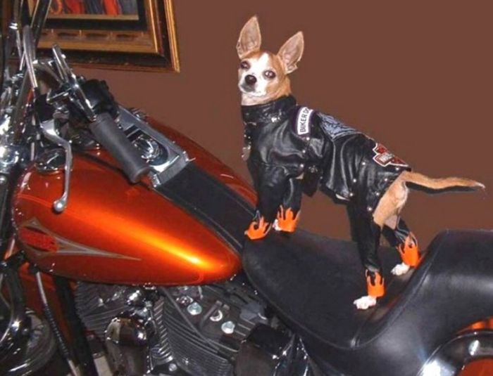 Acid Picdump (84 pics)