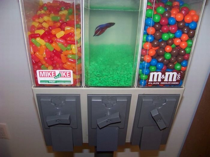 Acid Picdump (84 pics)
