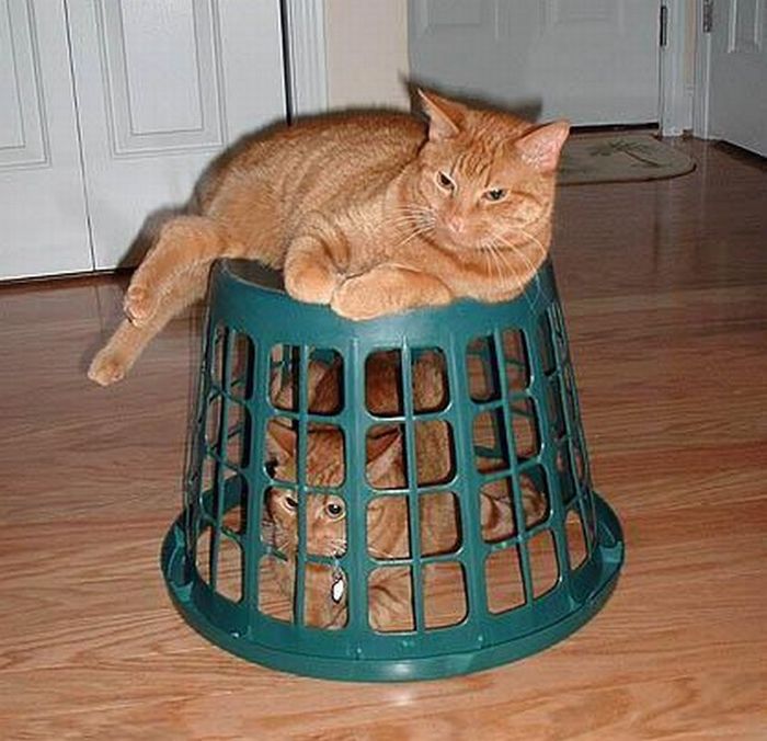 Acid Picdump (84 pics)