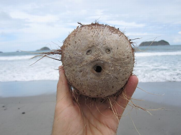 Acid Picdump (84 pics)