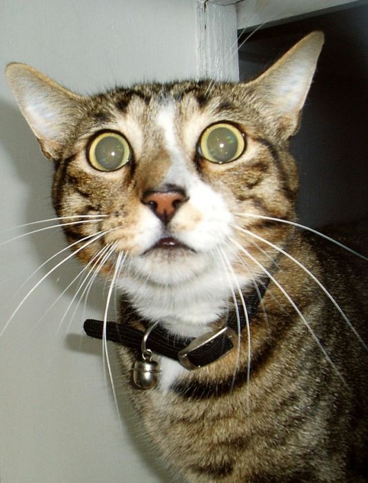 Acid Picdump (84 pics)