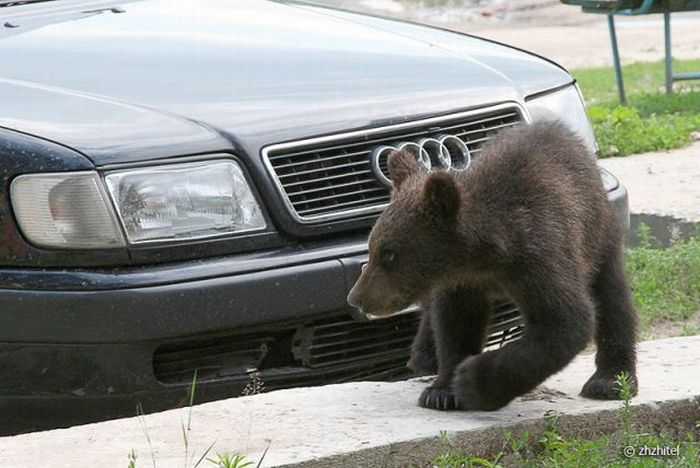 Bear Cubs Love People (16 pics)