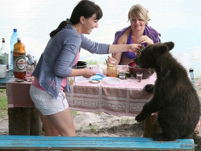Bear Cubs Love People (16 pics)