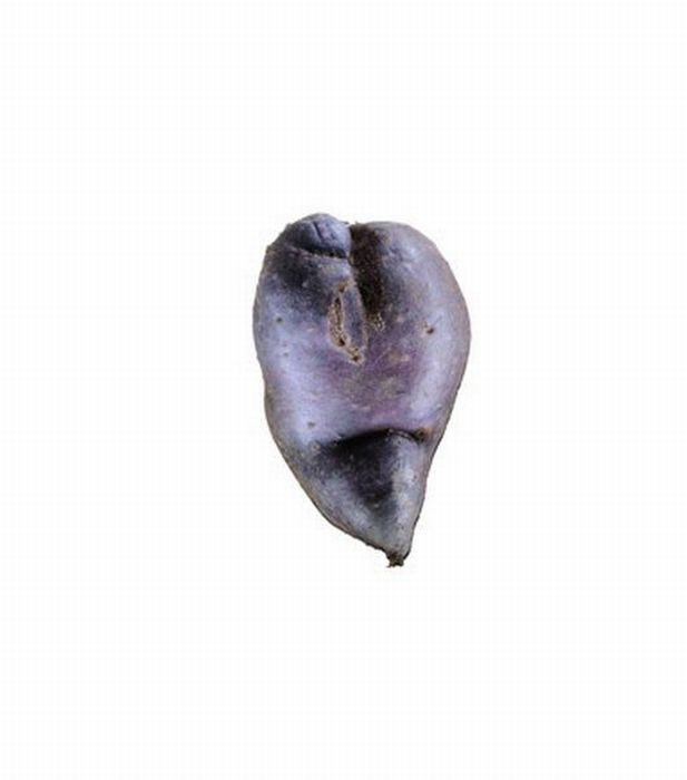 Different Types of Potato (18 pics)