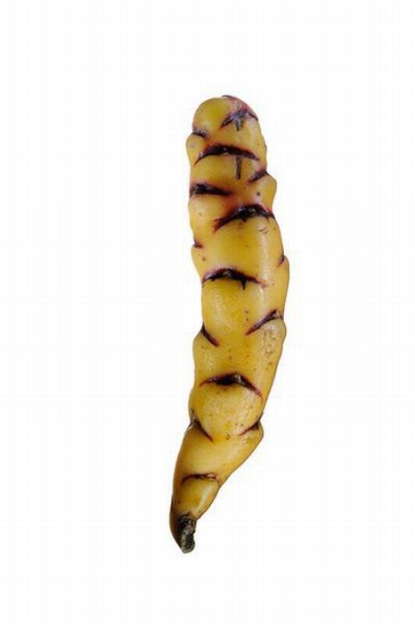 Different Types of Potato (18 pics)