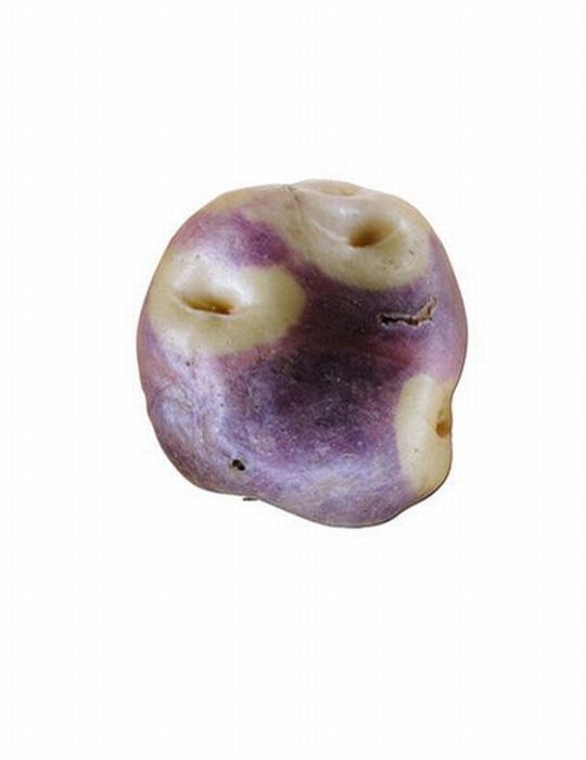 Different Types of Potato (18 pics)