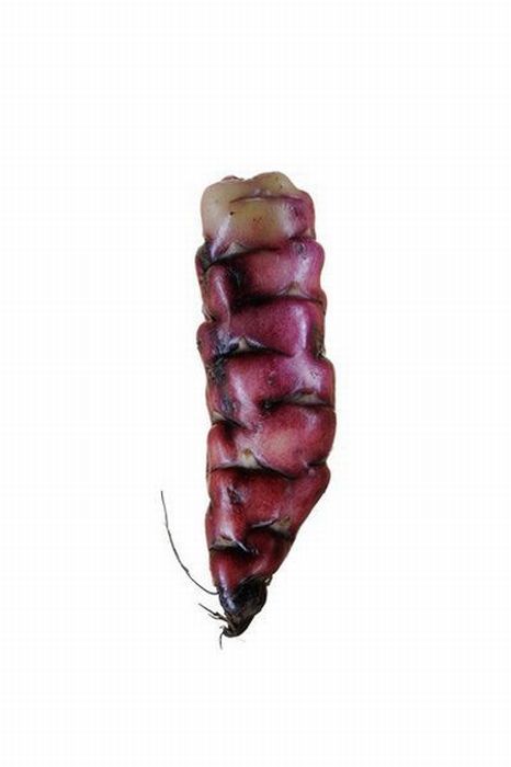 Different Types of Potato (18 pics)