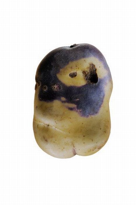 Different Types of Potato (18 pics)