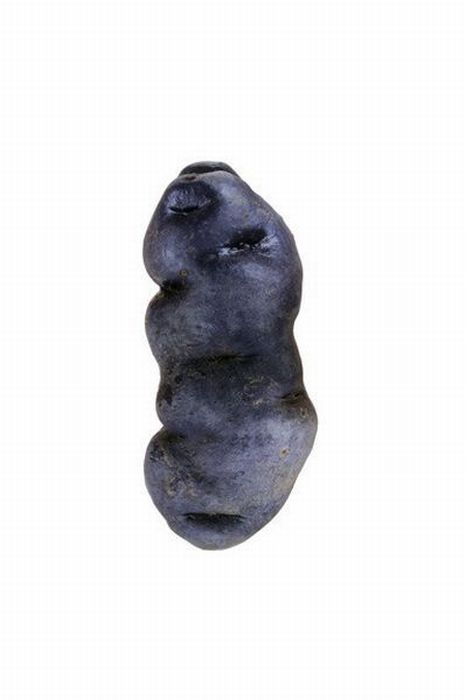 Different Types of Potato (18 pics)