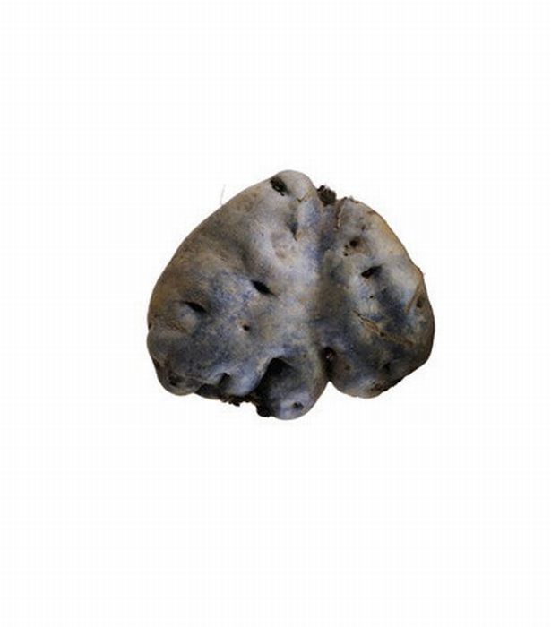 Different Types of Potato (18 pics)