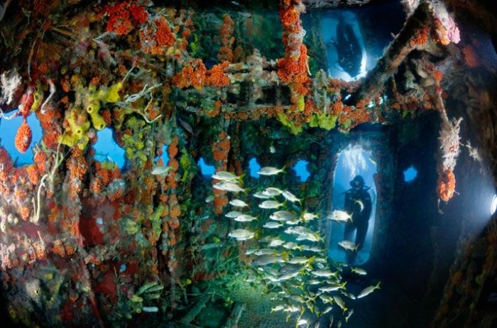Amazing Artificial Reefs. Part 2 (17 pics)
